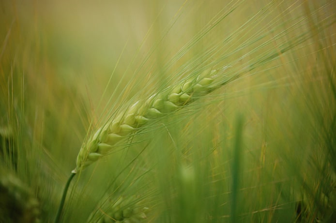 Agriculture biologique